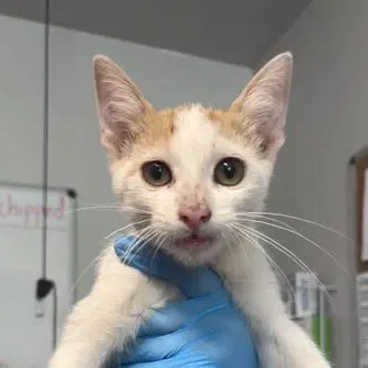 Gourd - Domestic Short Hair