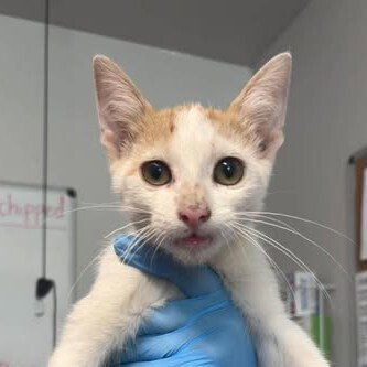 Gourd, a cat for adoption from Polk County Humane Society