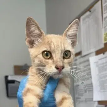 Squash - Domestic Short Hair
