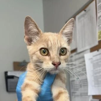 Squash