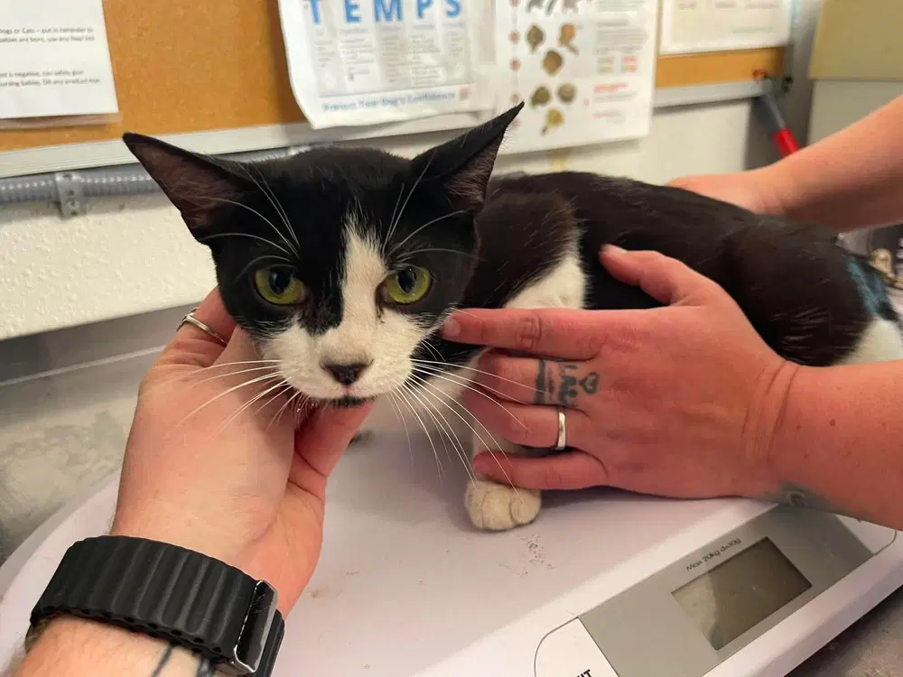 Moxie - Domestic Short Hair