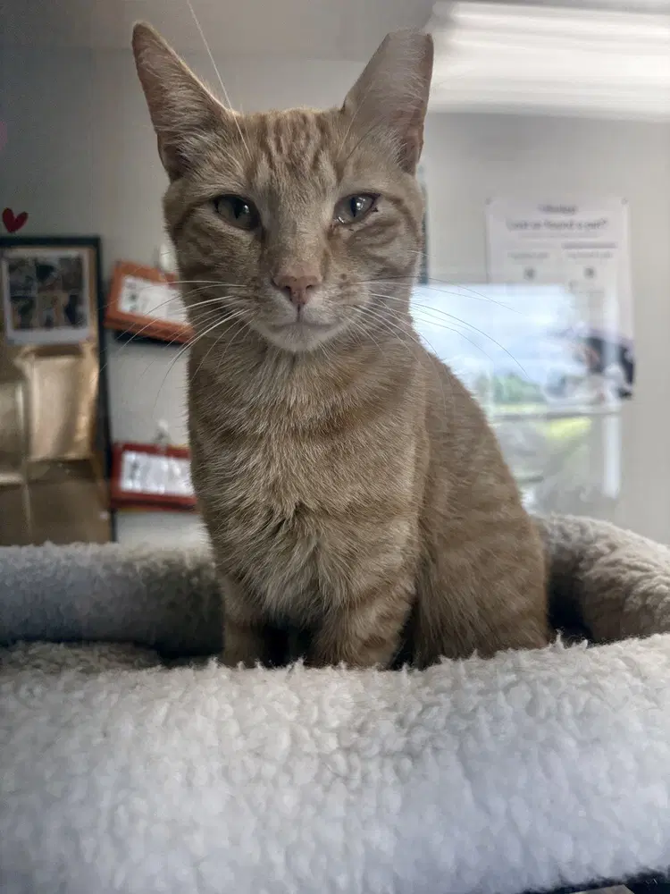 Rot - Domestic Short Hair