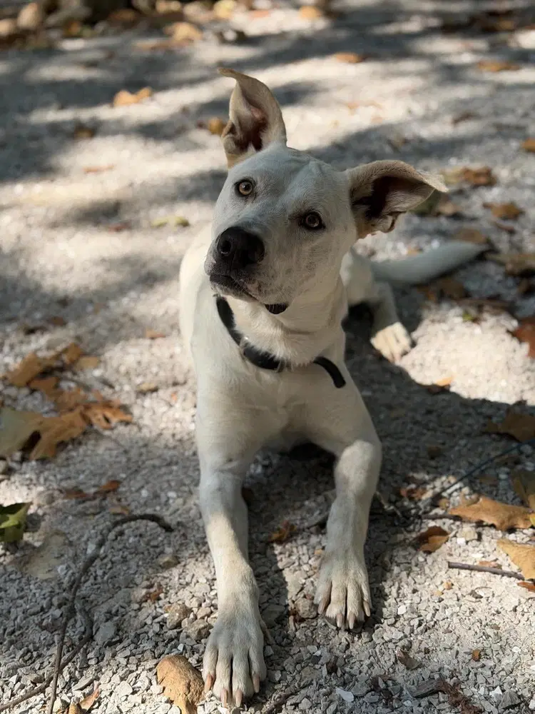 Red - Australian Cattle Dog/Blue Heeler