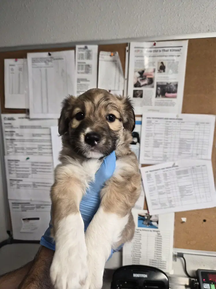 Bissell - Australian Shepherd