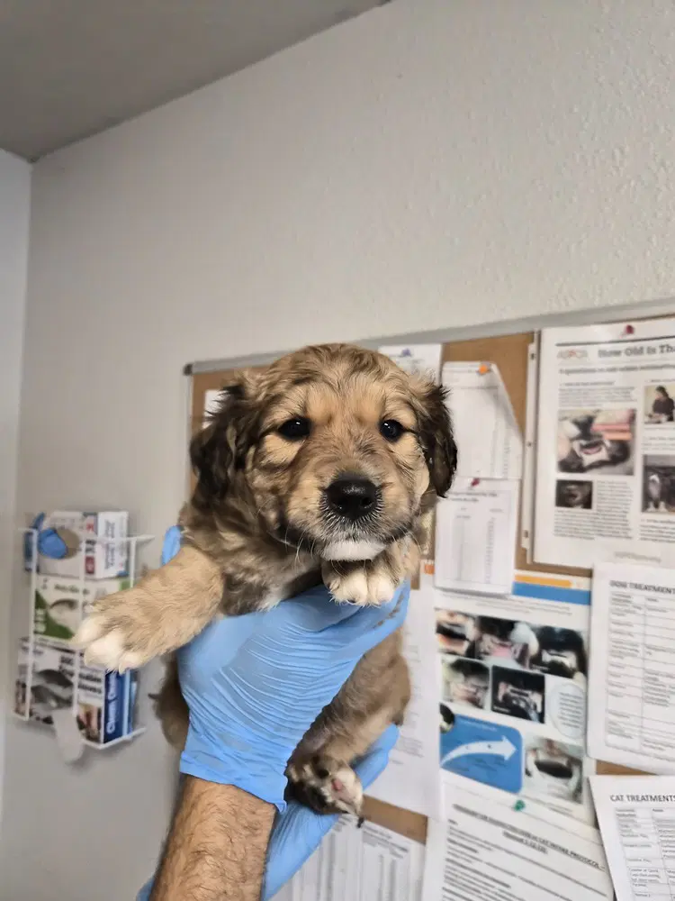 Dirt Devil - Australian Shepherd