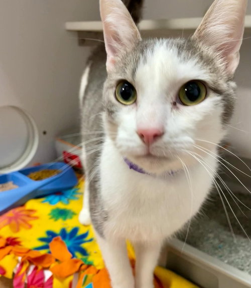 Rave, a cat for adoption from Polk County Humane Society