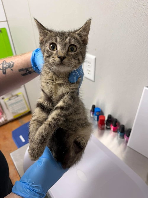 Dante, a cat for adoption from Polk County Humane Society