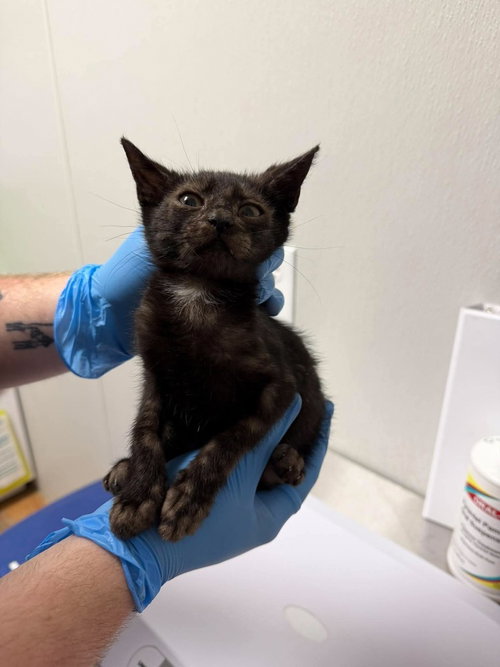 Dreena, a cat for adoption from Polk County Humane Society