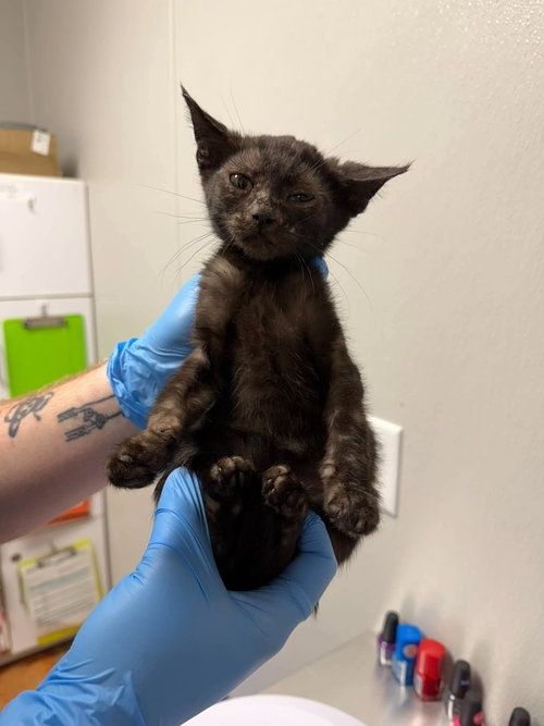 Dex, a cat for adoption from Polk County Humane Society