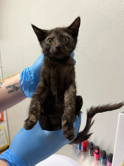 Delmar, a cat for adoption from Polk County Humane Society