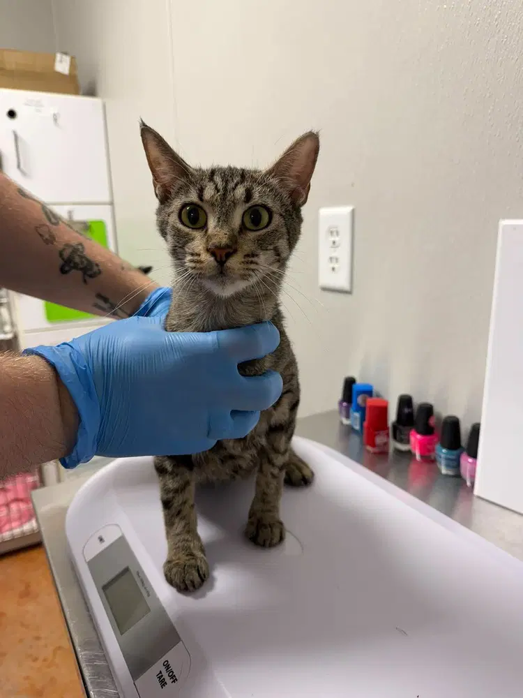 Darcy - Domestic Short Hair