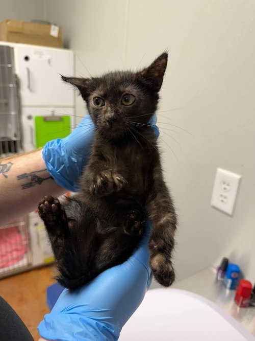Dean, a cat for adoption from Polk County Humane Society