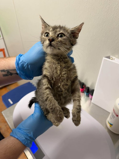 Dixy, a cat for adoption from Polk County Humane Society