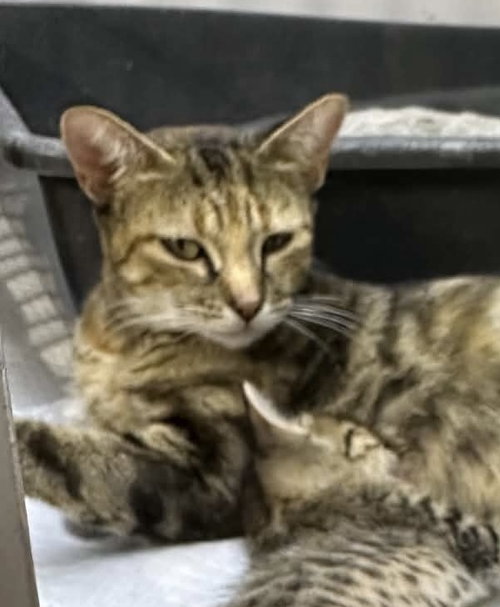 Cinnabon, a cat for adoption from Polk County Humane Society