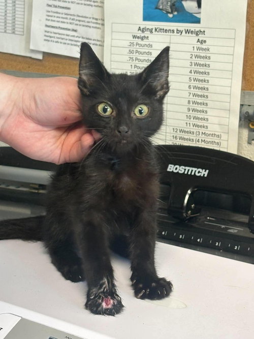 Motley, a cat for adoption from Polk County Humane Society