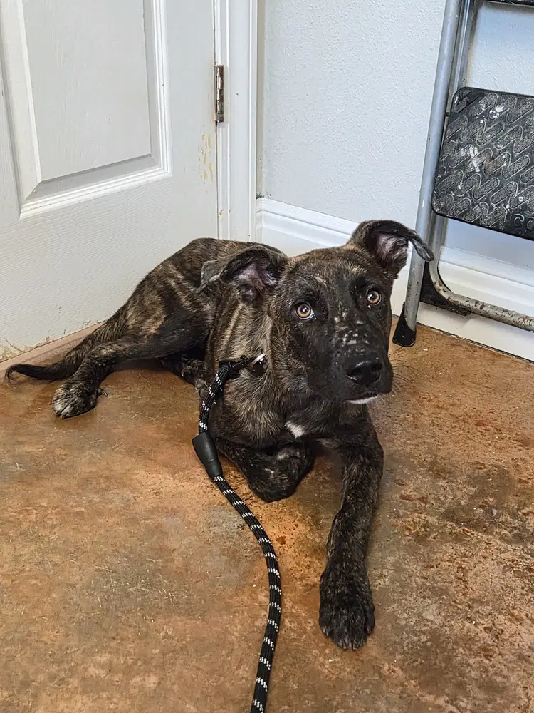 Astrid - Plott Hound