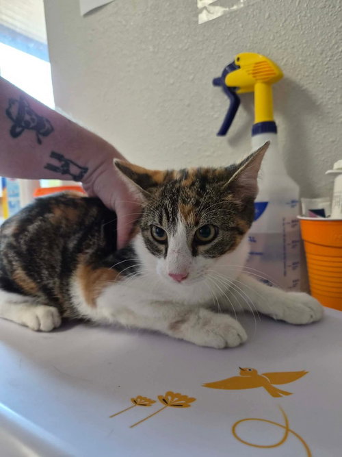 ZeZe, a cat for adoption from Polk County Humane Society