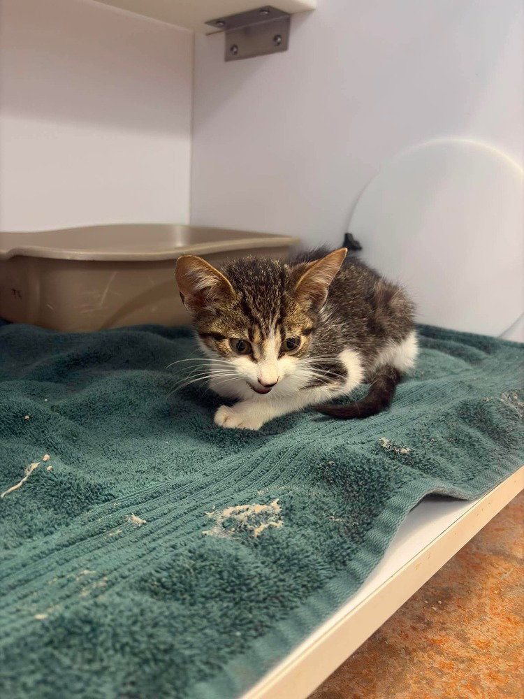 Baker, Domestic Short Hair