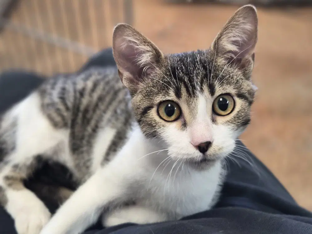 Baker - Domestic Short Hair