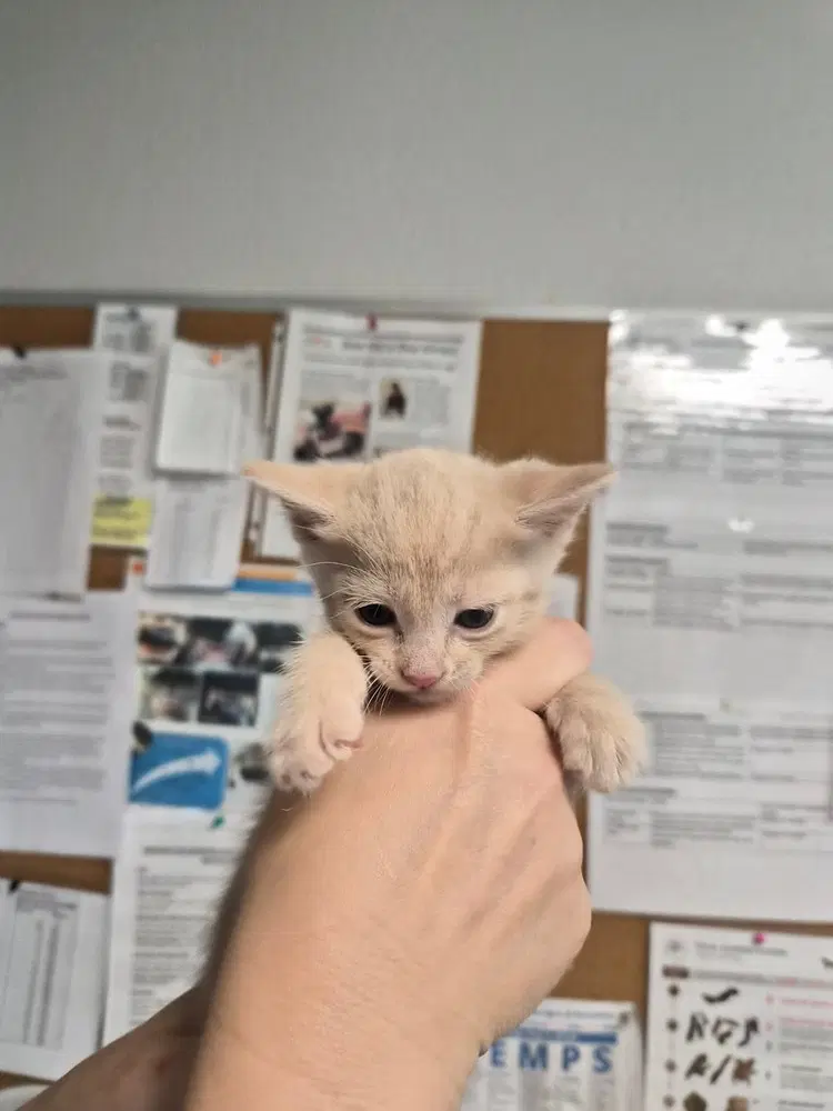 Calvin Klein - Domestic Short Hair