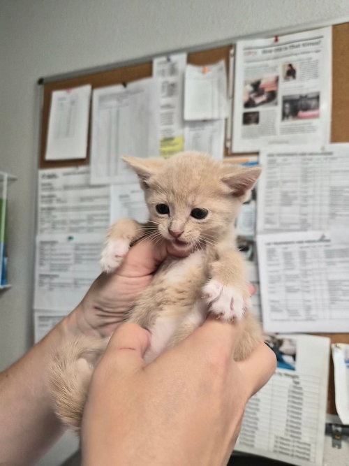 Hollister, a cat for adoption from Polk County Humane Society