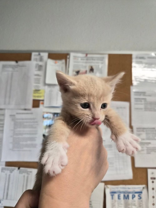 Jcrew, a cat for adoption from Polk County Humane Society