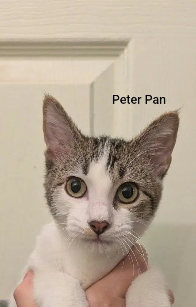 Peter Pan - Domestic Short Hair