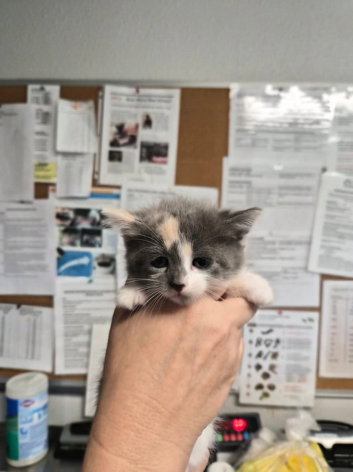 Romwe, a cat for adoption from Polk County Humane Society