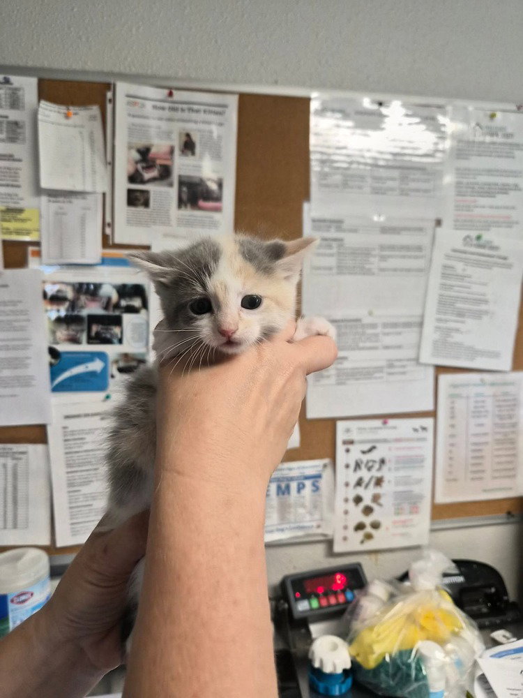 Shein, Domestic Short Hair
