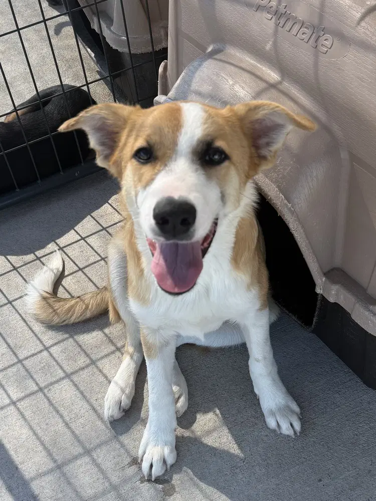 Cobbler - Golden Retriever