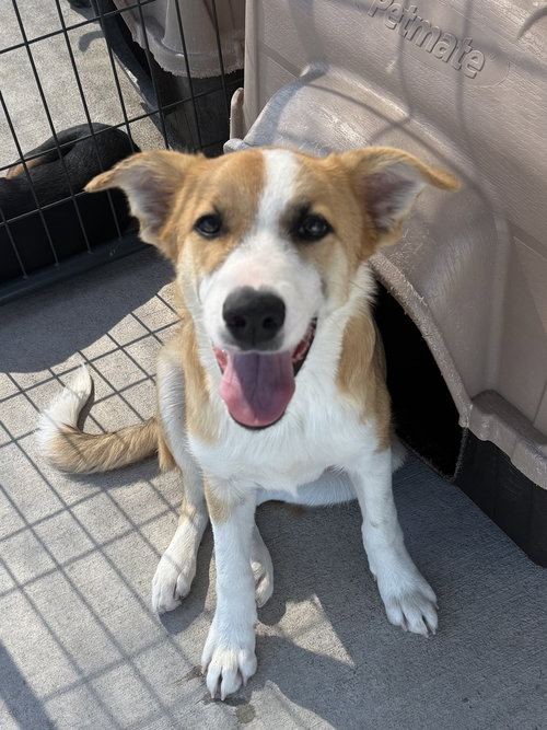 Cobbler, a dog for adoption from Polk County Humane Society