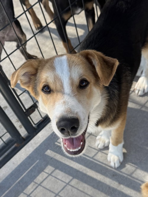 Gooseberry, a dog for adoption from Polk County Humane Society