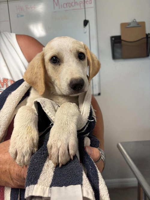 Peaches, a dog for adoption from Polk County Humane Society