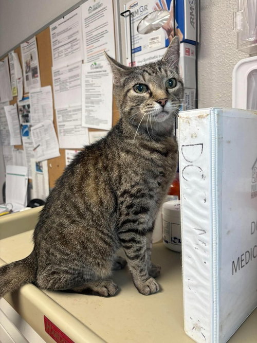 Maple, a cat for adoption from Polk County Humane Society