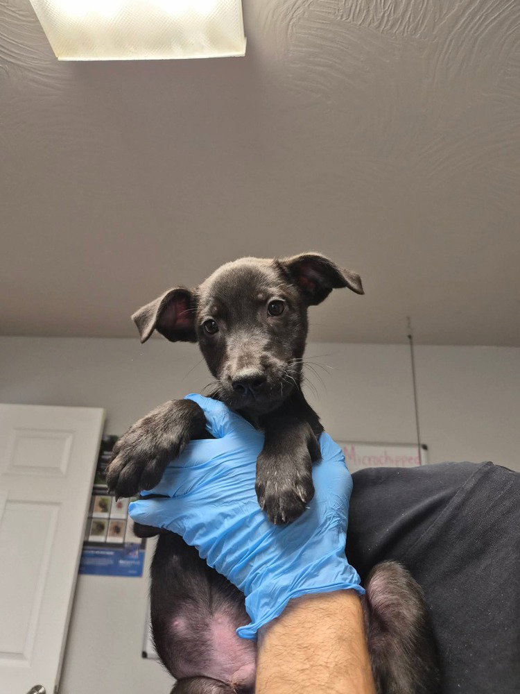 Delta, Labrador Retriever