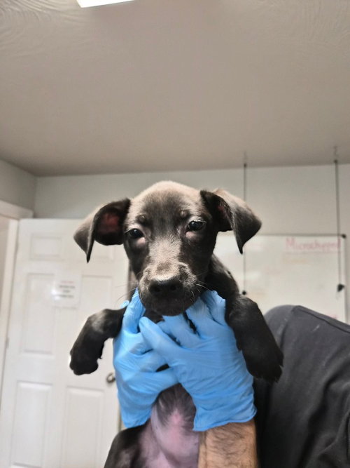 Spirit, a dog for adoption from Polk County Humane Society