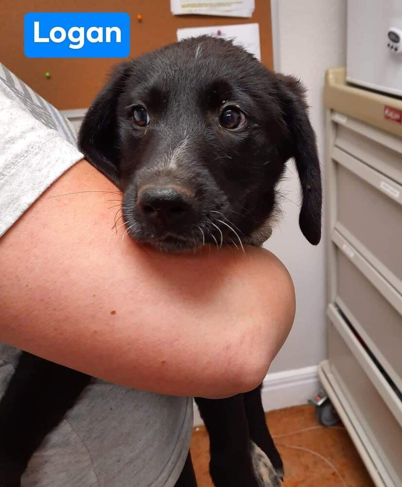 Winston, Labrador Retriever