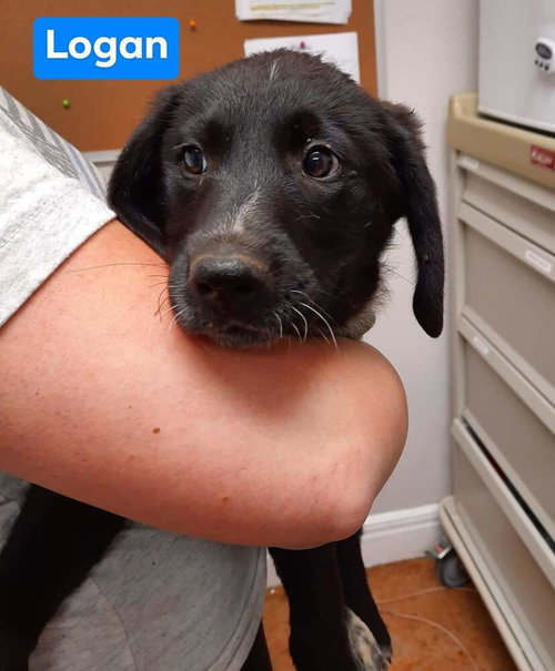 Photo 2 of Winston
