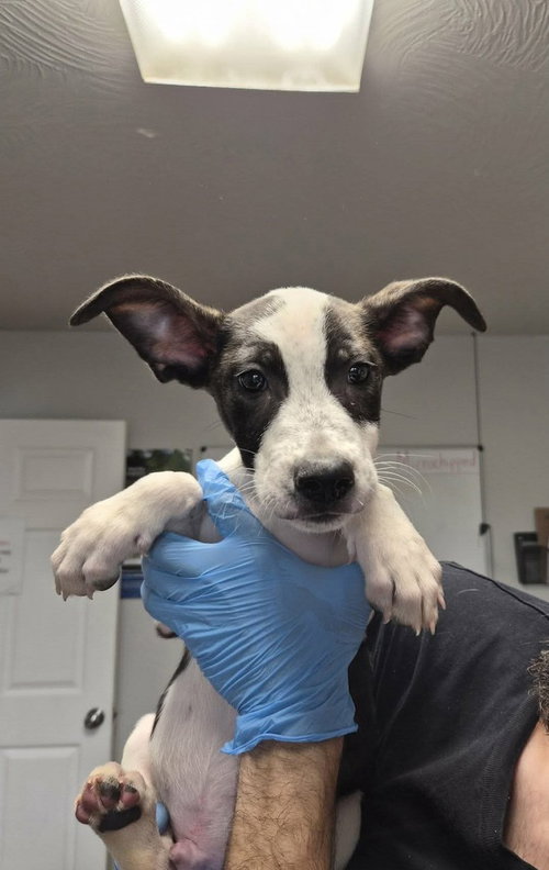 Jet Blue, a dog for adoption from Polk County Humane Society