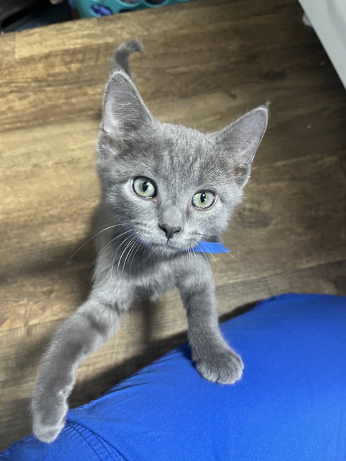 Simon, a cat for adoption from Polk County Humane Society