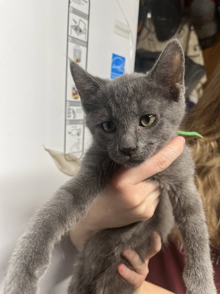 Theodore, Domestic Short Hair