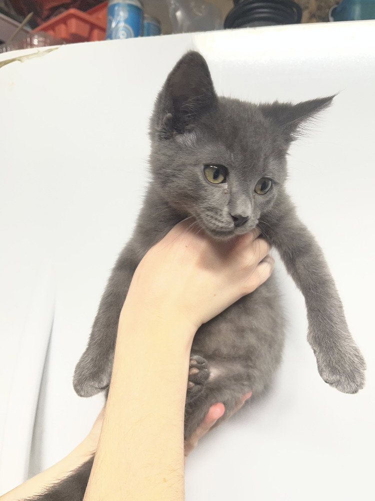 Alvin, Domestic Short Hair