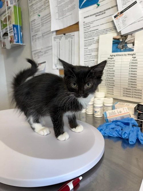 Presh, a cat for adoption from Polk County Humane Society