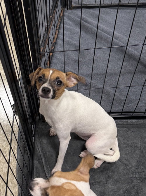 Marshmallow, a dog for adoption from Polk County Humane Society
