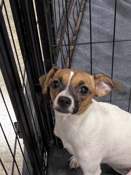 Photo 2 of Marshmallow