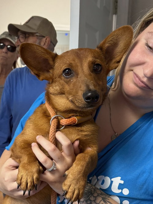 Audi, a dog for adoption from Polk County Humane Society