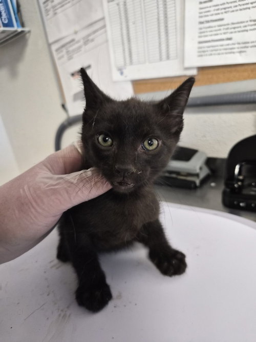 Fruit by the Foot, a cat for adoption from Polk County Humane Society