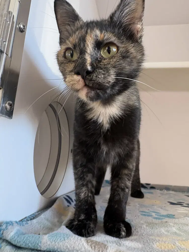 Honey - Domestic Short Hair
