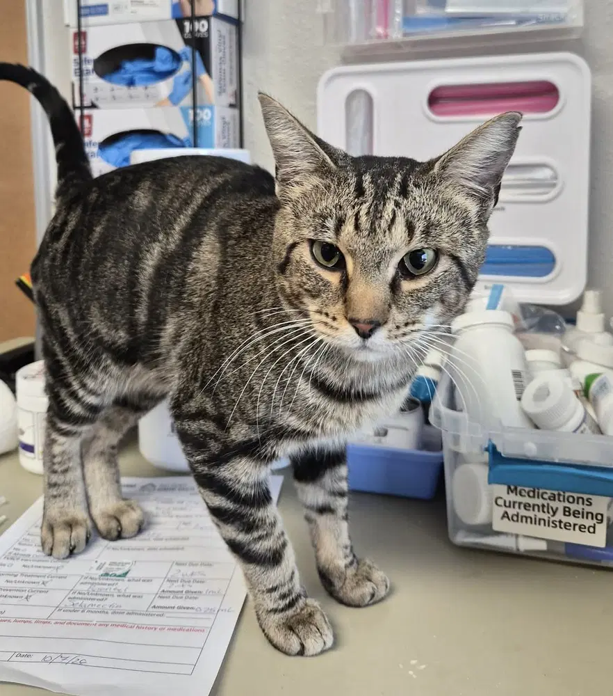 Magic - Domestic Short Hair