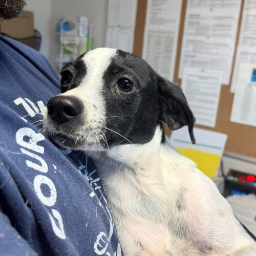Rocket, a dog for adoption from Polk County Humane Society